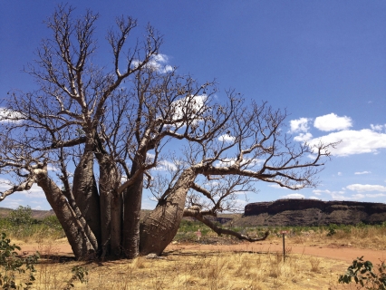 Baobab dans l'El Questro Wilderness Park