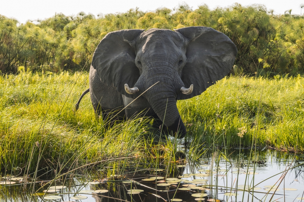 Éléphant dans le delta de l'Okavango
