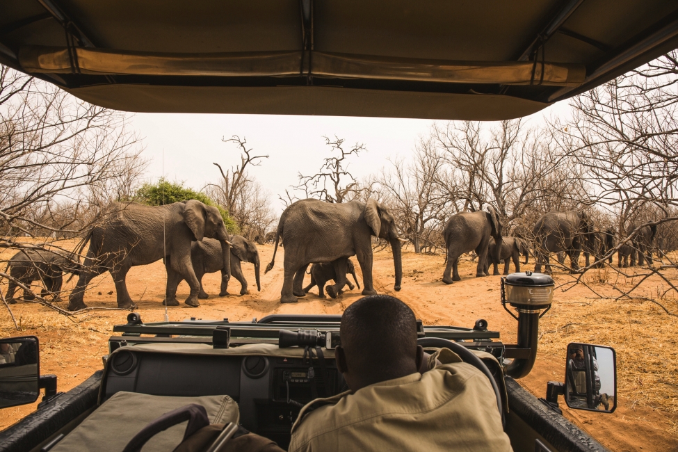 Éléphant vu depuis le véhicule de safari, parc national de Chobe