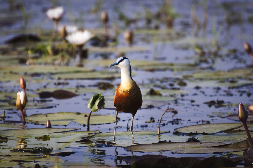 Jacana à poitrine dorée dans le delta de l'Okavango
