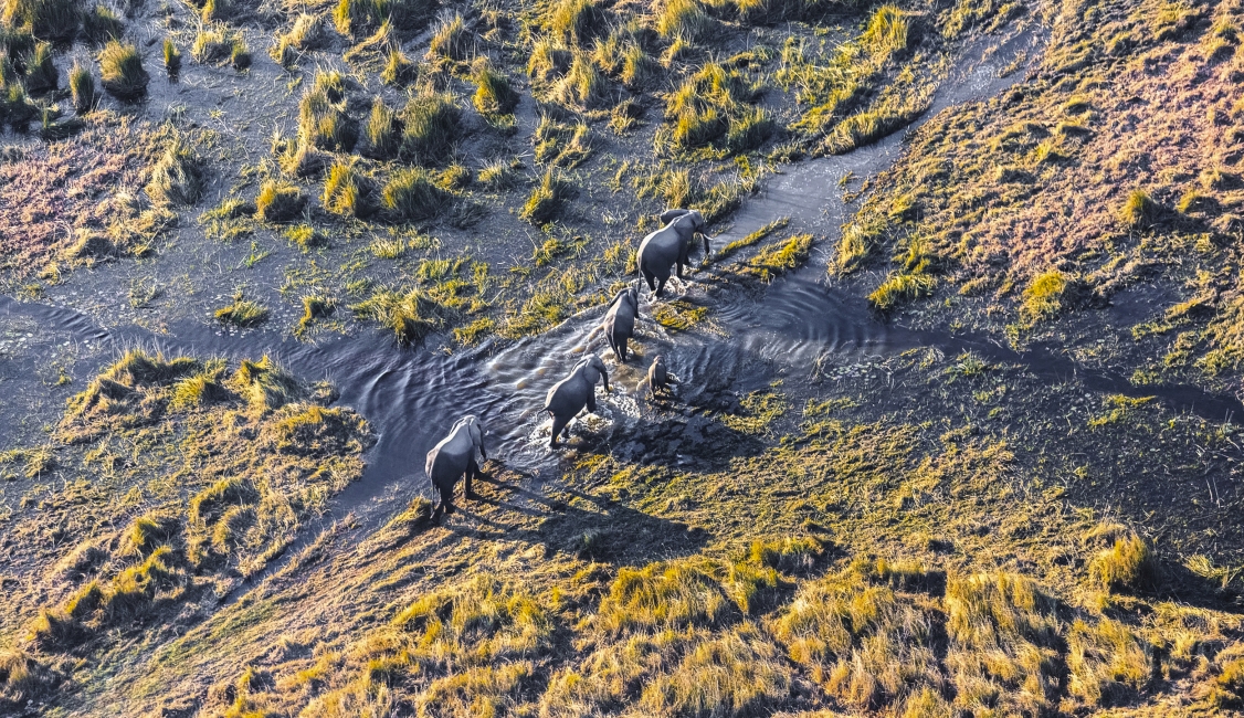 Éléphants dans l'eau, delta de l'Okavango