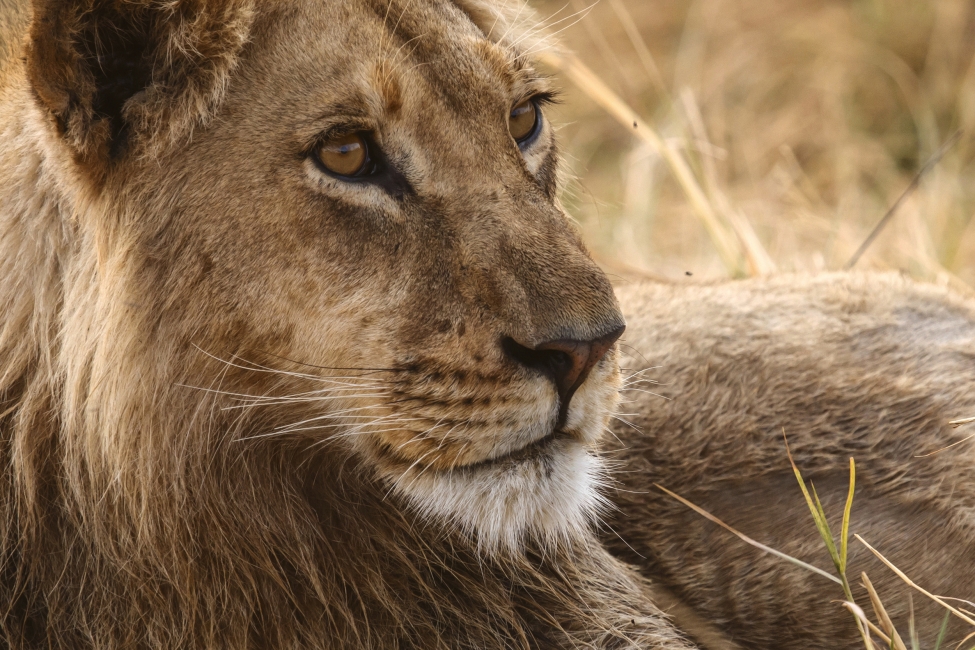 Lion dans la réserve de Moremi, delta de l'Okavango