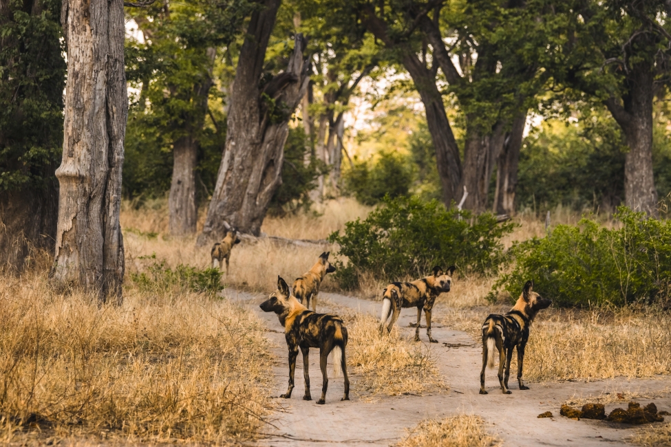 Lycaons dans la réserve de Moremi, delta de l'Okavango