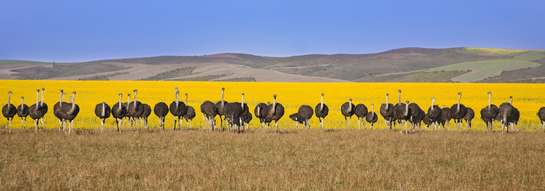 Autruches à Oudtshoorn