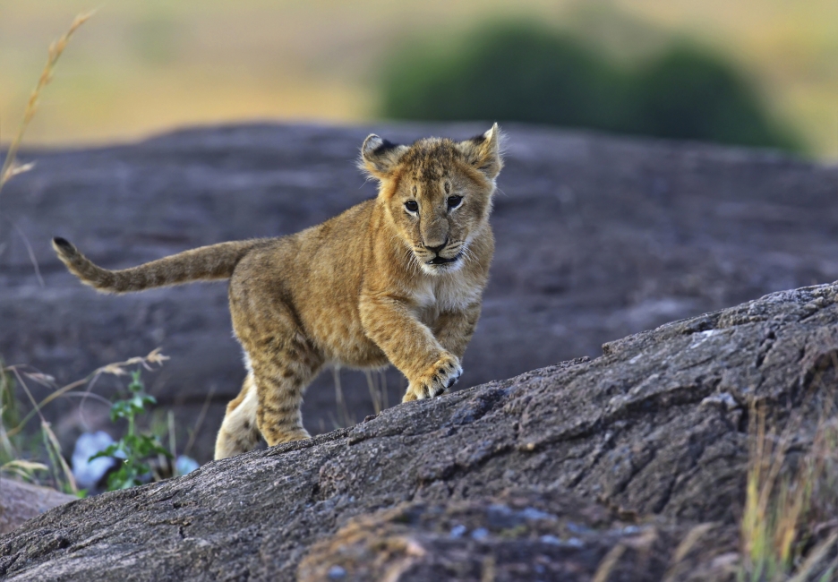 Lionceau en Afrique du Sud