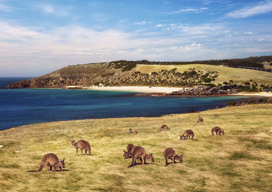 Kangaroo Island en Australie-Méridionale