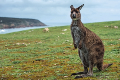 Kangourou sur Kangaroo Island