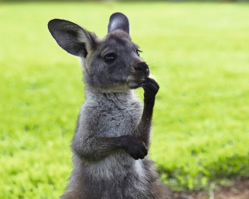 Jeune kangourou sur Kangaroo Island