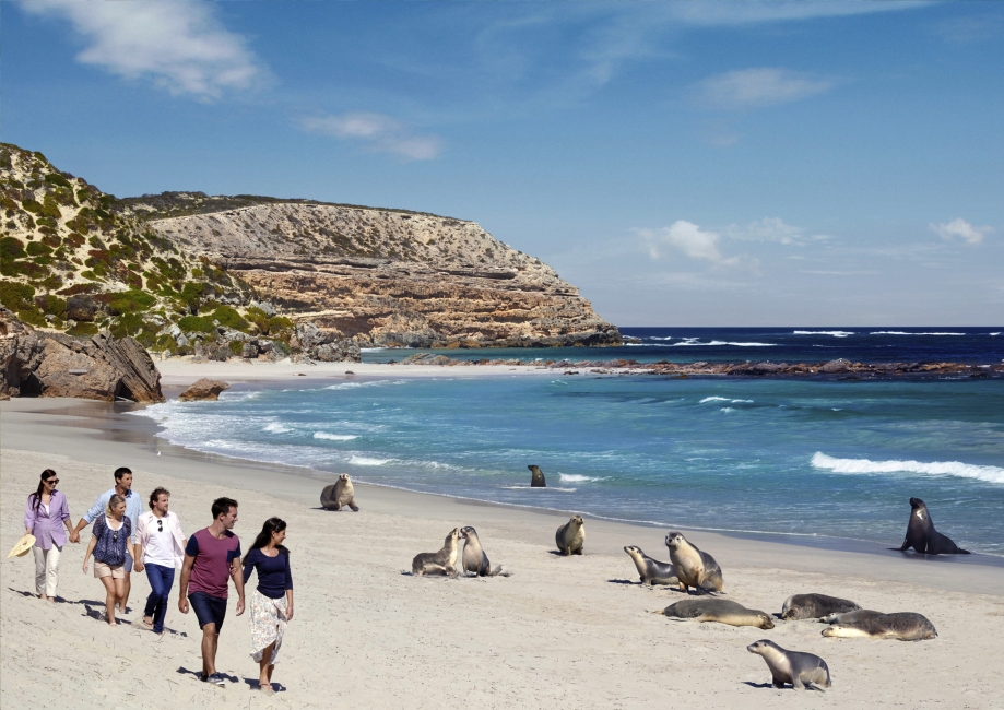 Phoques sur Kangaroo Island
