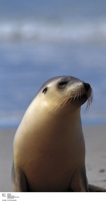 Otarie sur Kangaroo Island