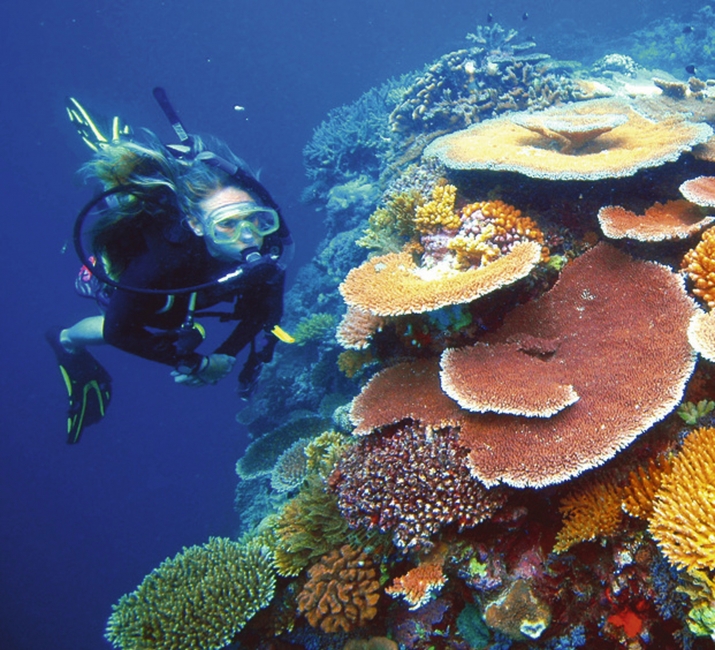Plongeuse parmi les coraux, Grande Barrière de corail