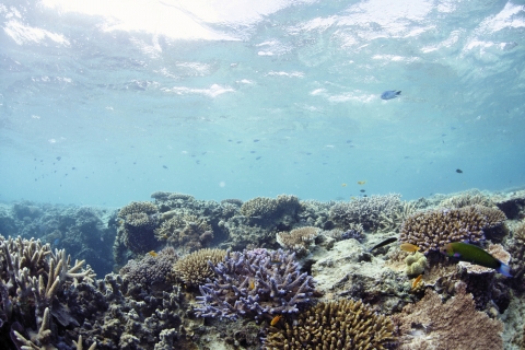 Coraux et poissons de la Grande Barrière de corail