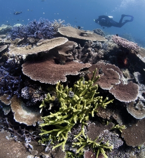 Plongée au-dessus des coraux, Grande Barrière de corail