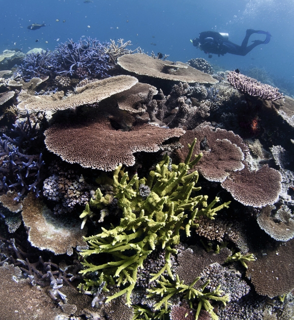 Plongée au-dessus des coraux, Grande Barrière de corail