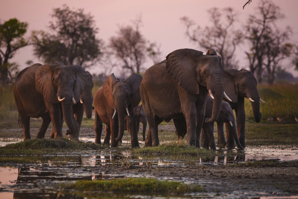 Famille d'éléphants dans le delta de l'Okavango