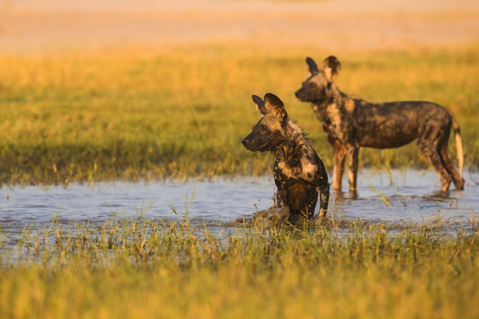 Lycaons dans le delta de l'Okavango