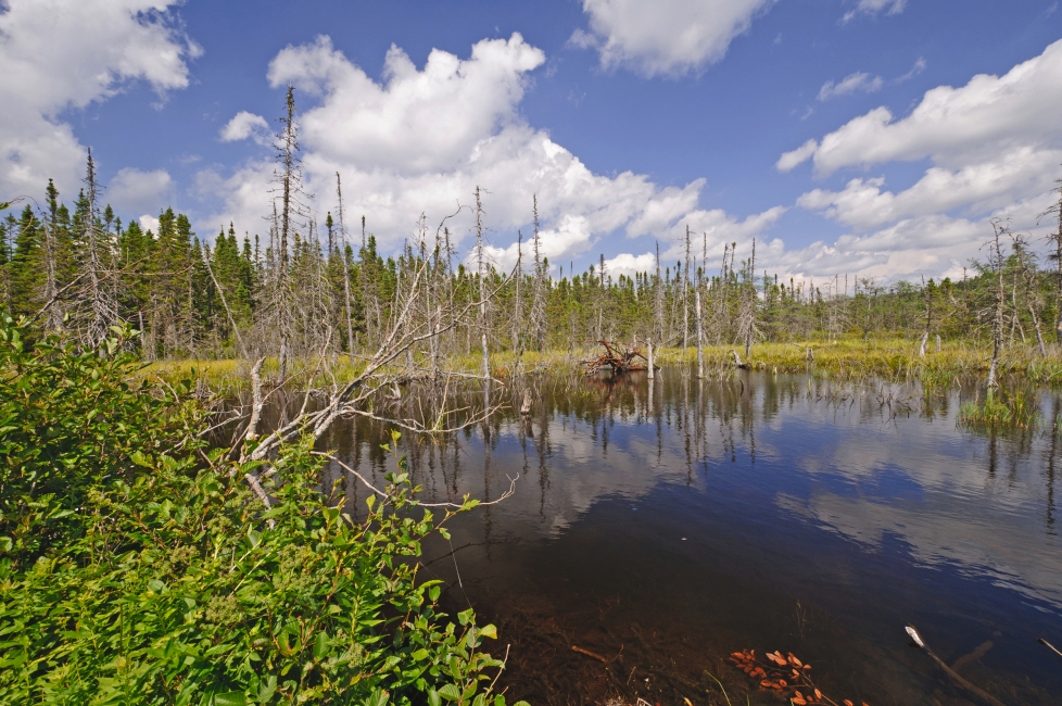 Juiceys Pond dans le parc national Terra-Nova