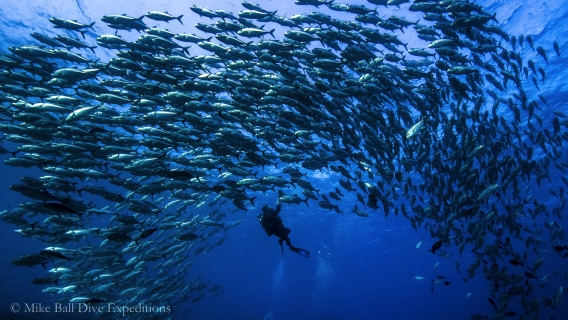 Mike Ball Dive Expeditions - Fly Dive Coral Sea – Cairns