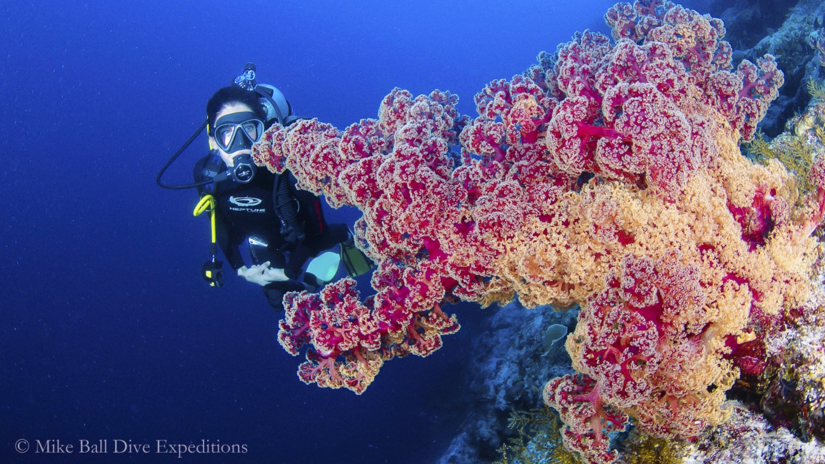 Récif corallien de la Grande Barrière de corail, Mike Ball Dive Expeditions