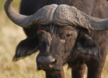 Buffle dans le delta de l'Okavango