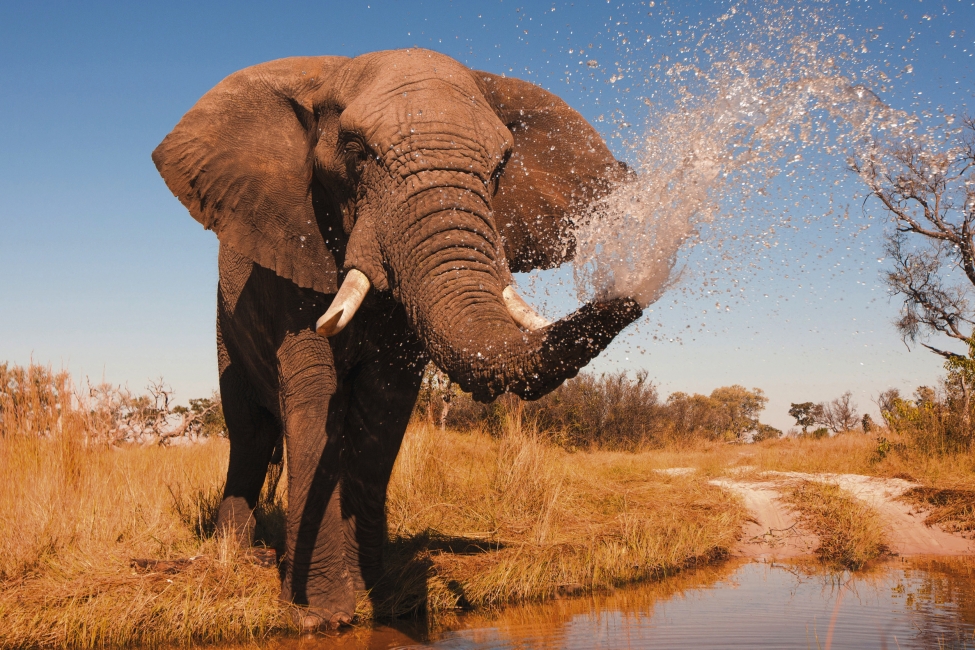 Éléphant qui s'asperge d'eau dans le delta de l'Okavango