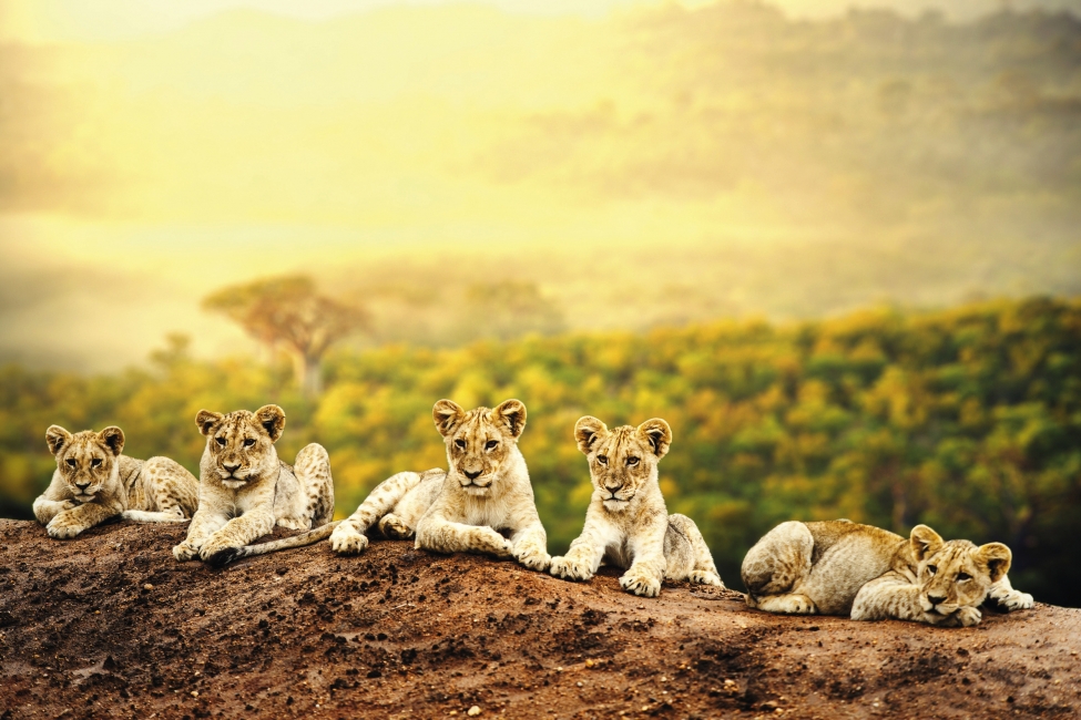 Troupe de lions au Botswana