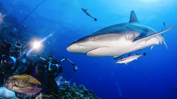 Plongée avec les petits rorquals au large de la Grande Barrière de corail