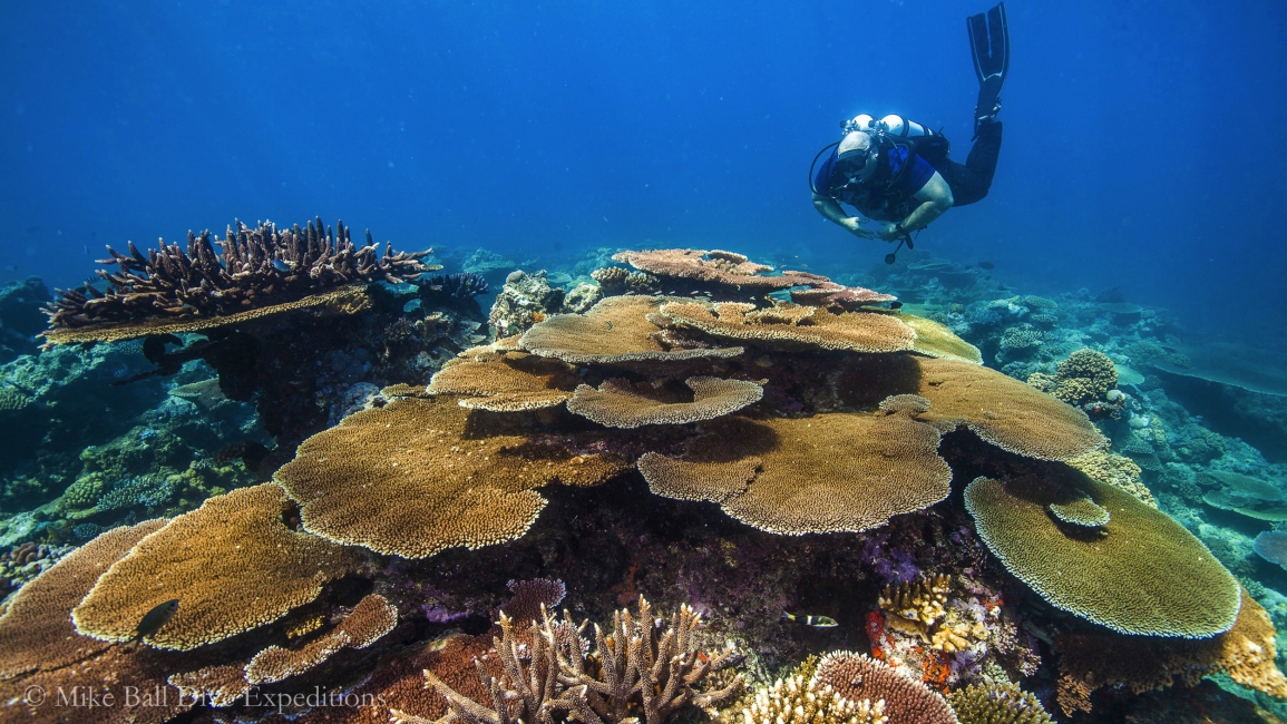 Corail de la Grande Barrière de corail, Mike Ball Dive Expeditions
