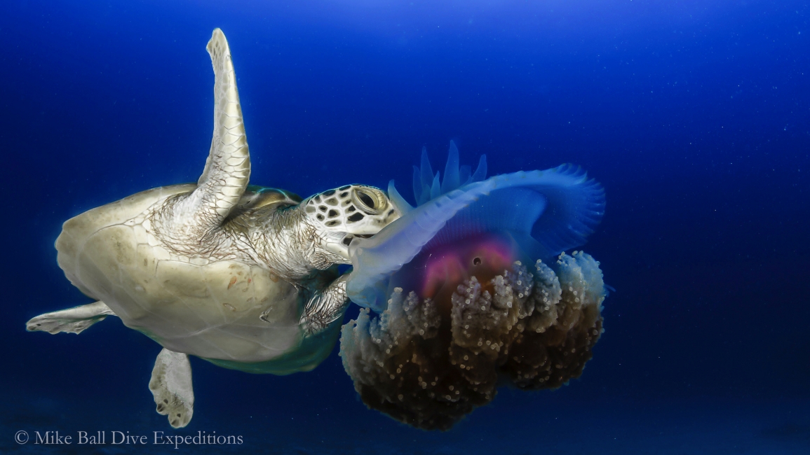 Tortue de la Grande Barrière de corail, Mike Ball Dive Expeditions