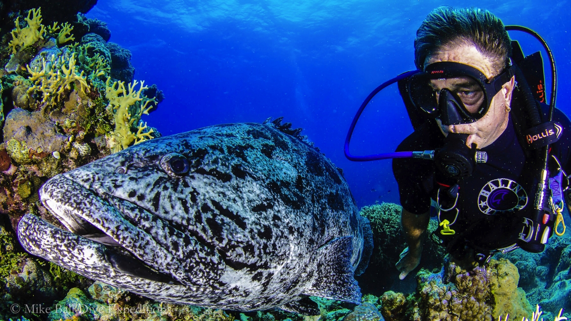 Plongeur avec un poisson, Grande Barrière de corail, Mike Ball Dive Expeditions