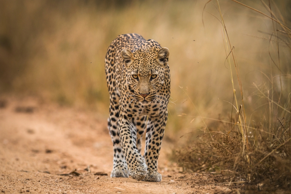 Léopard dans le parc national Kruger