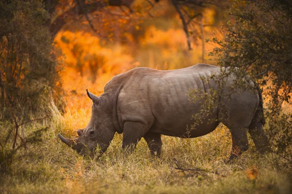 Rhinocéros au coucher du soleil dans le parc national Kruger