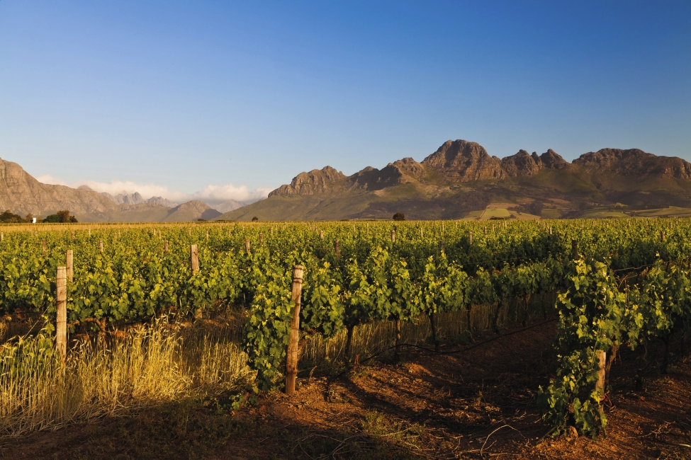 Les Winelands au coucher du soleil