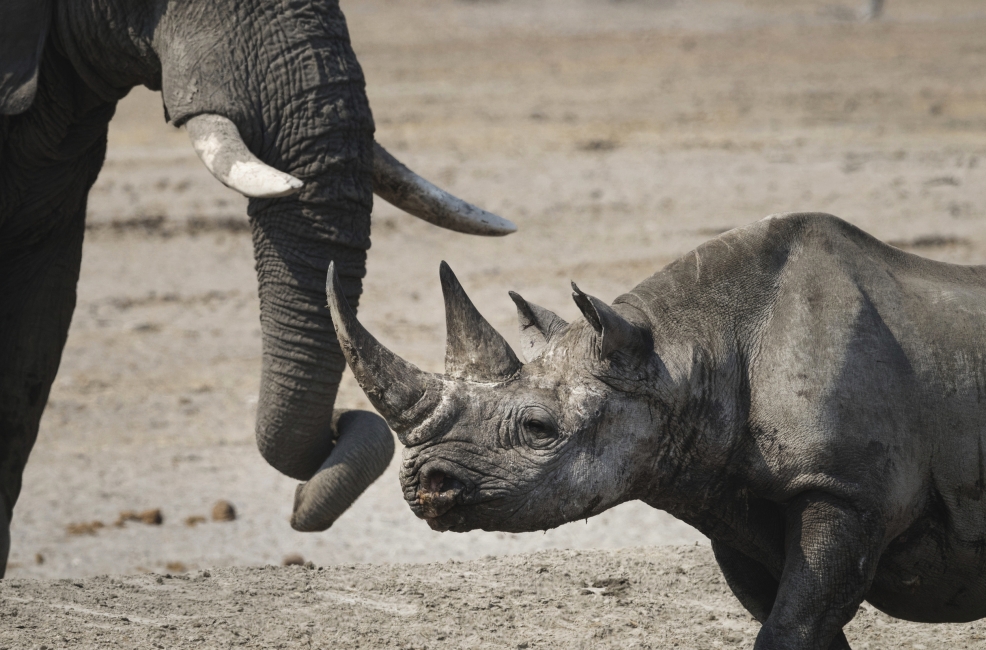 Rhinocéros et éléphant dans le parc national d'Etosha