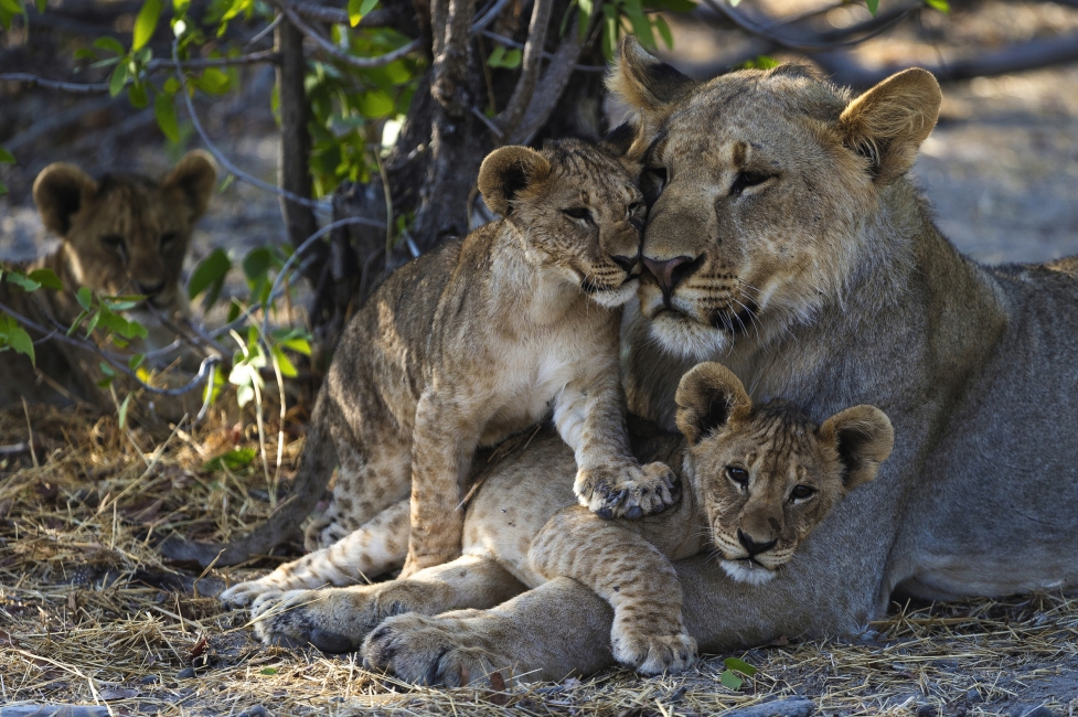 Lion dans la réserve d'Ongava