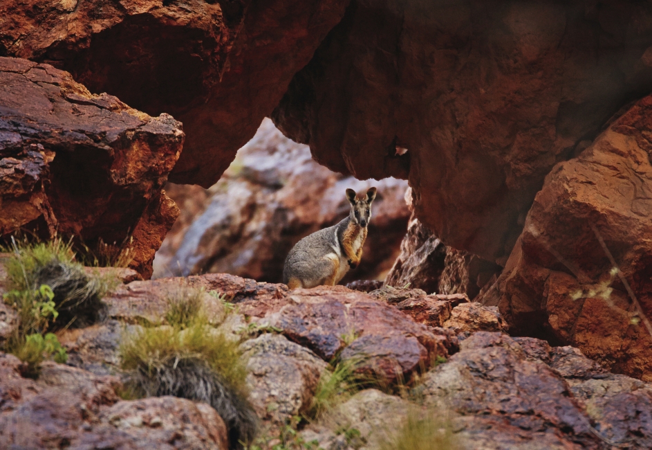 Kangourou dans les Flinders Ranges