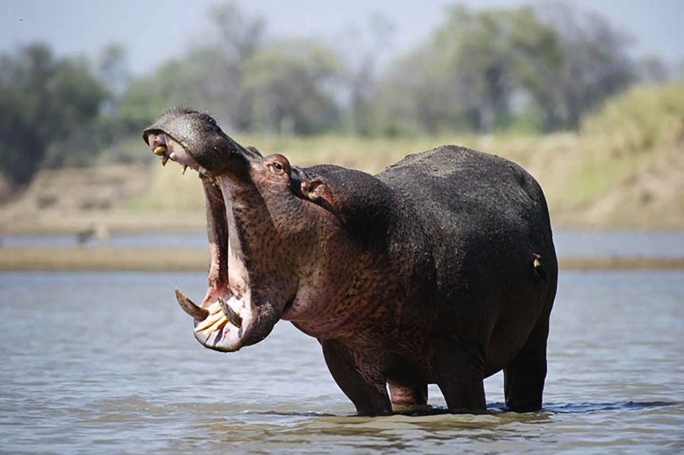 Hippopotame en Zambie