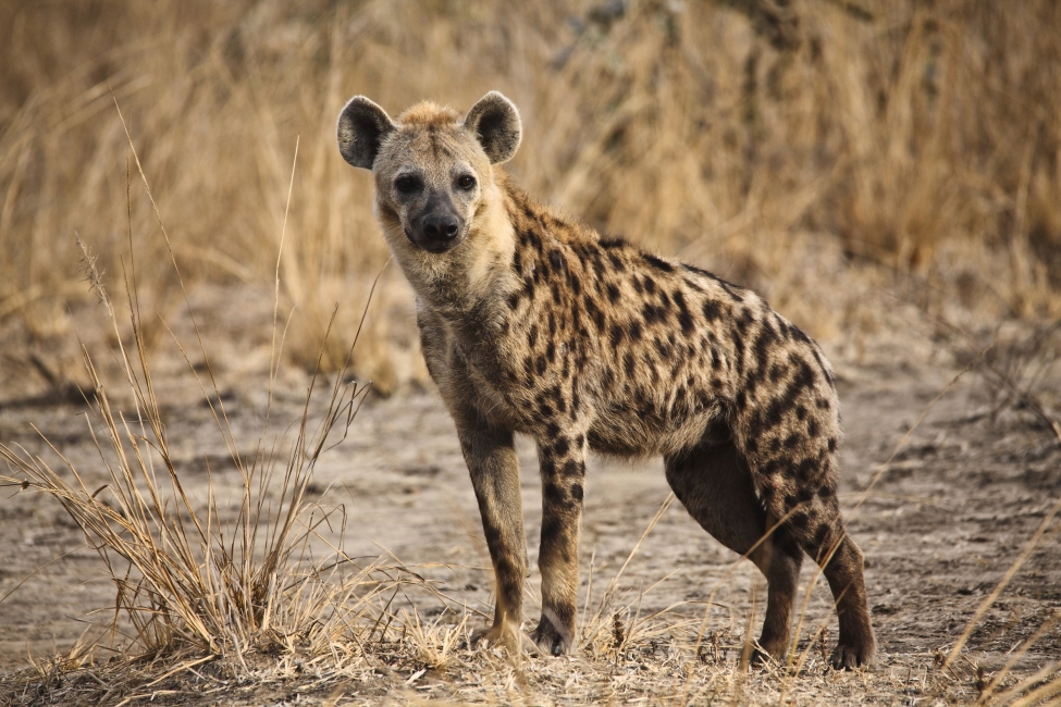 Hyène dans le parc national de South Luangwa