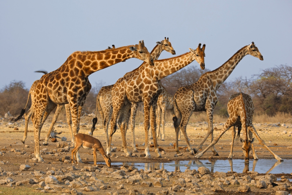Girafes au point d'eau dans le parc national d'Etosha