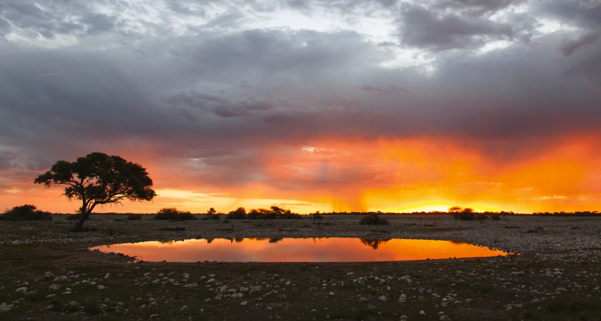 Lever de soleil au point d'eau d'Okaukuejo, parc national d'Etosha