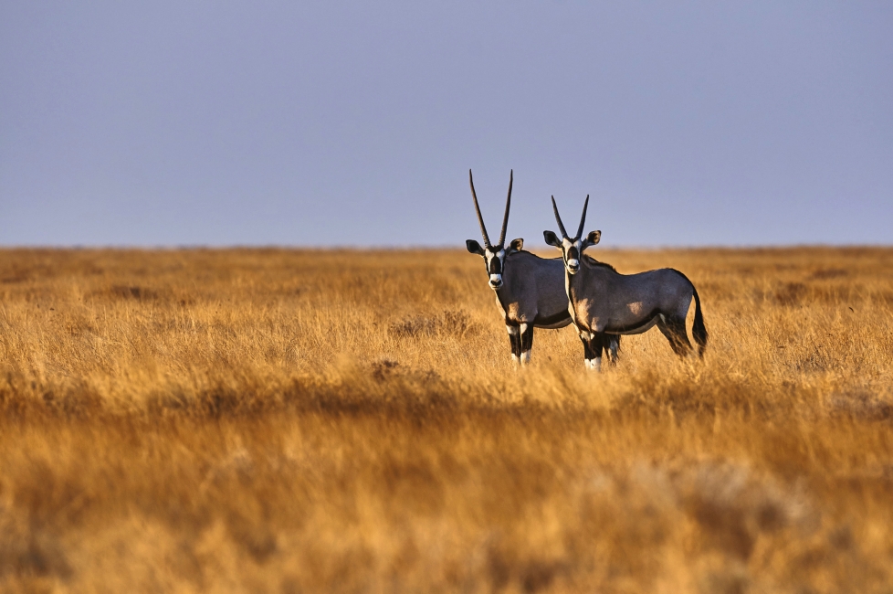 Oryx dans le parc national d'Etosha