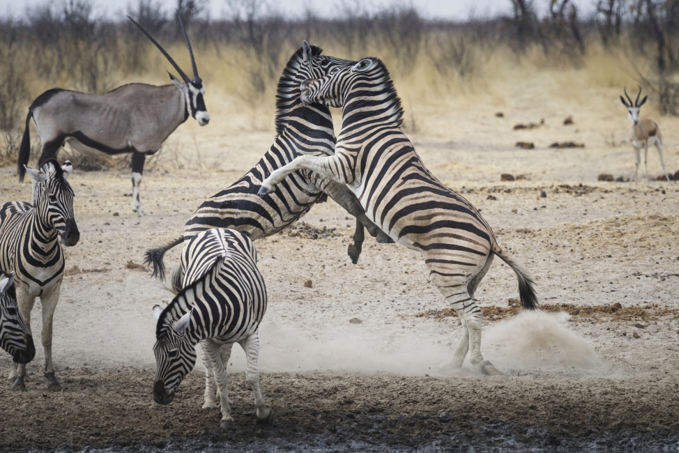 Zèbres dans le parc national d'Etosha