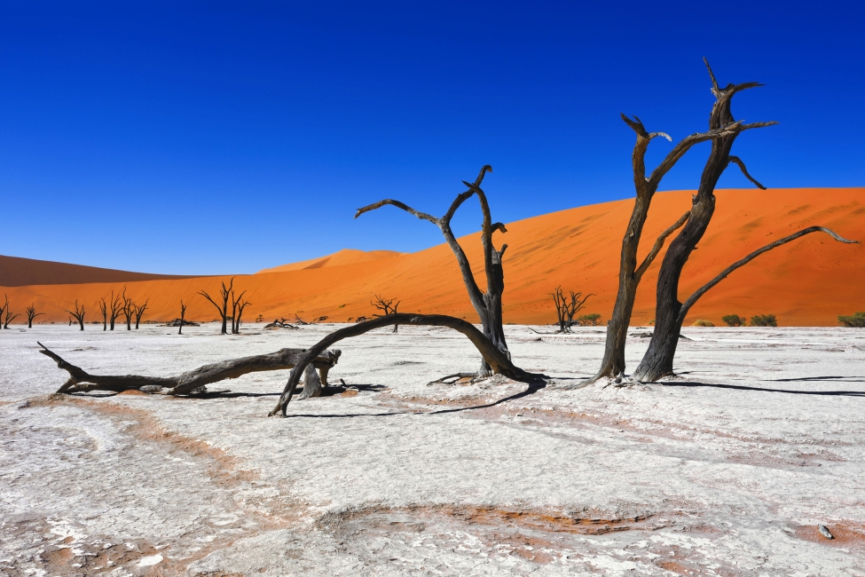 Dead Vlei près de Sossusvlei
