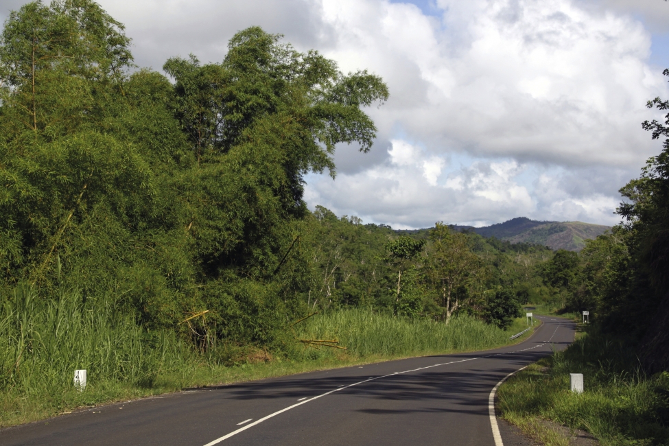 Bambous le long de la route à Viti Levu