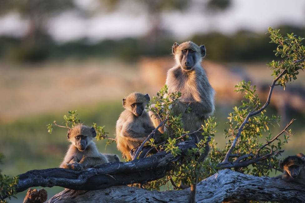 Babouins au soleil, Zimbabwe