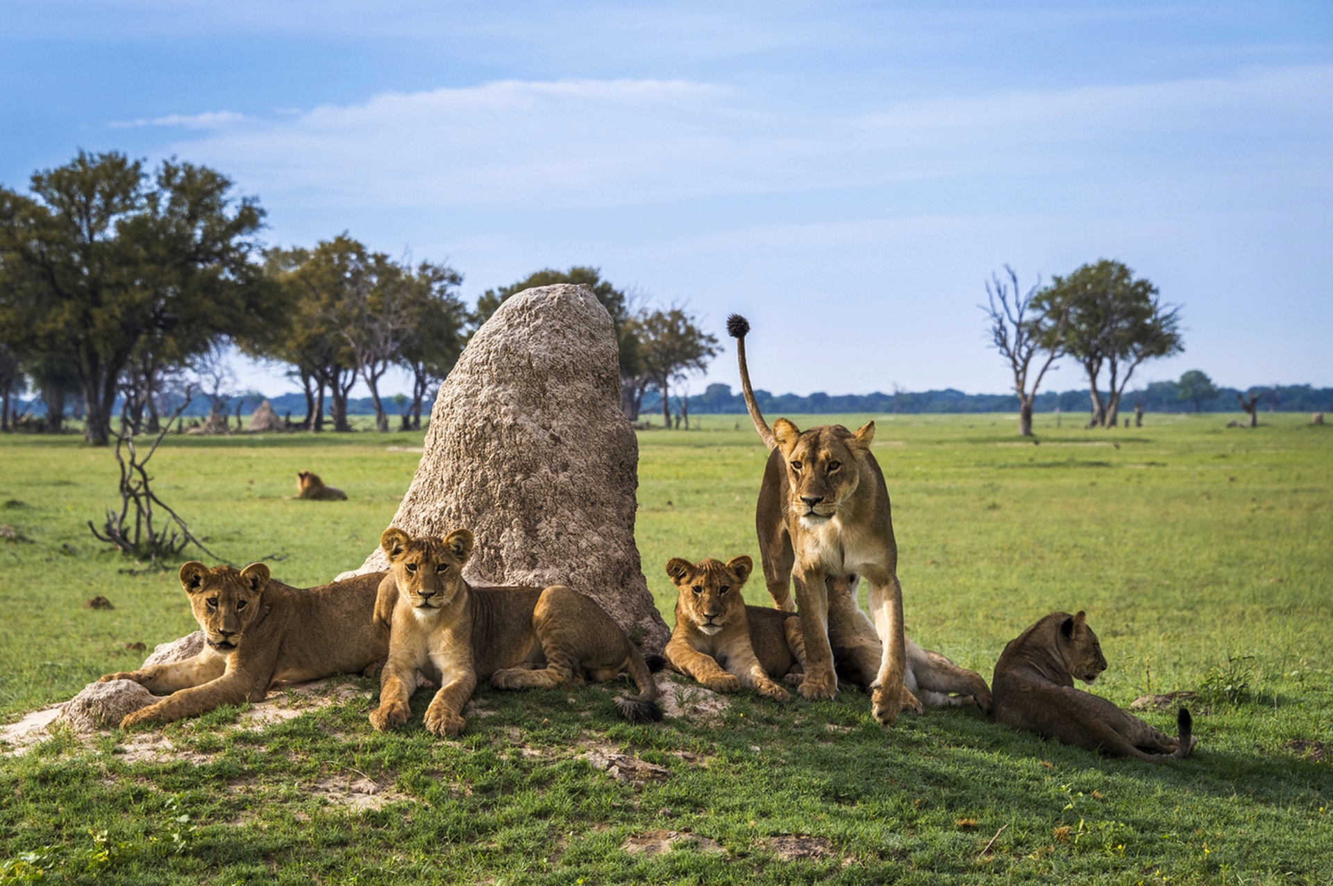 Parc national de Hwange, Zimbabwe