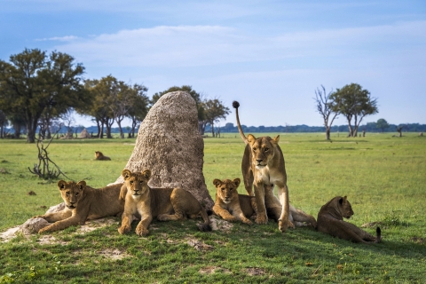 Parc national de Hwange, Zimbabwe