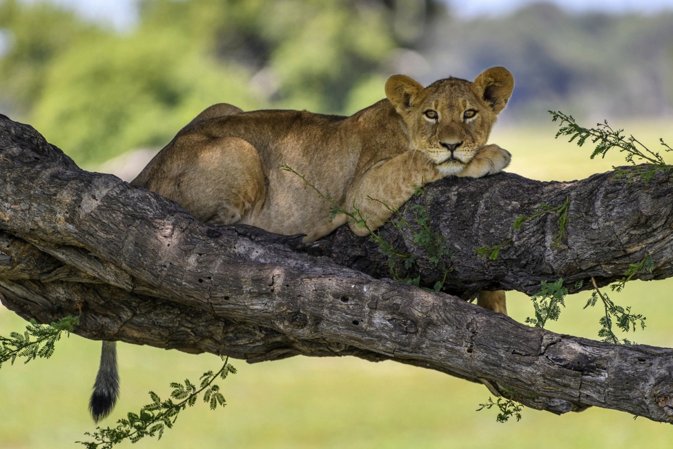 Parc national de Hwange, Zimbabwe