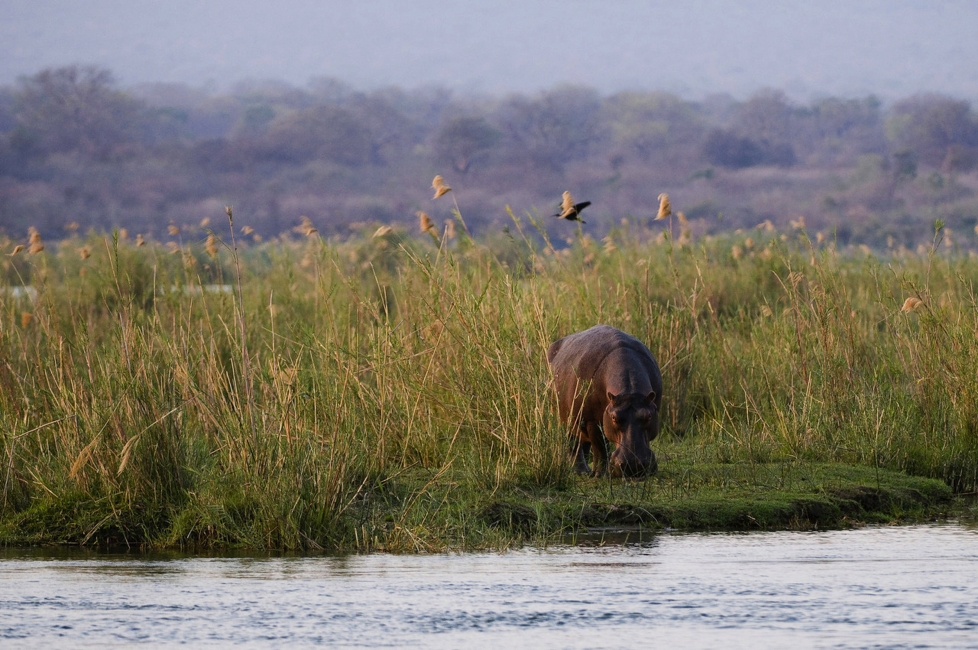 Ruckomechi Camp, parc national de Mana Pools