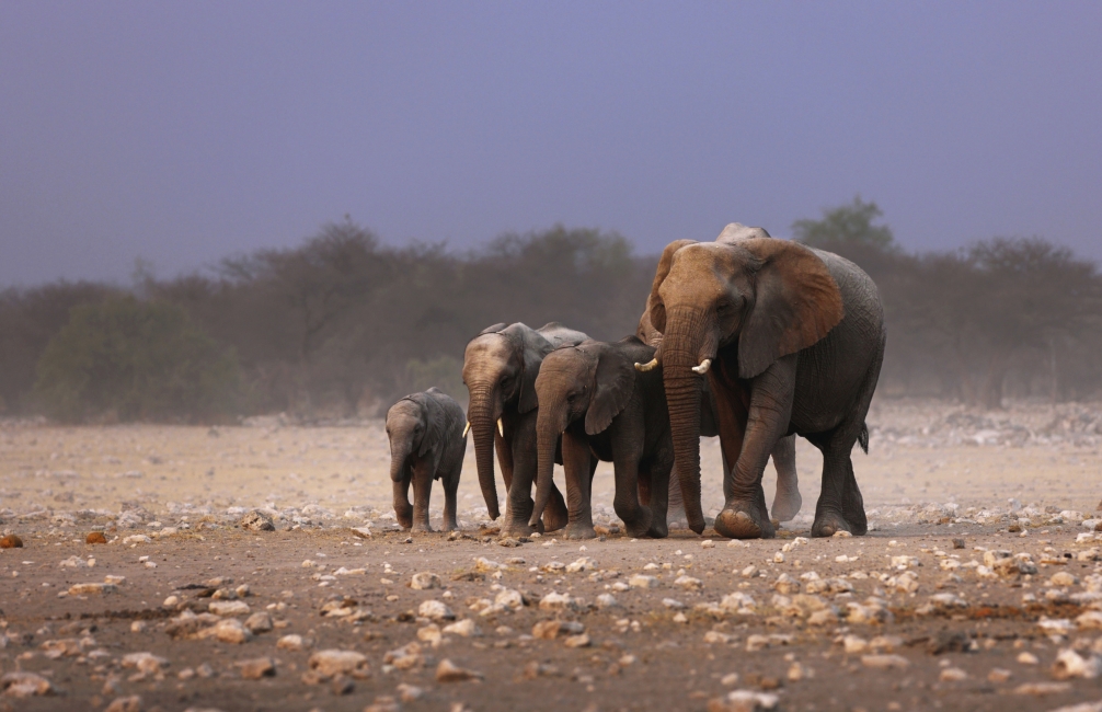 Famille d'éléphants dans le parc national d'Etosha